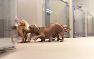 Suelo pvc centro veterinario resistente uñas y orina animales - Anhidro principal