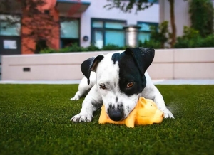 cesped-artificial-mascota-supratrail-deco