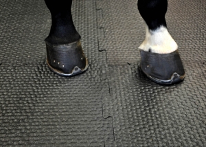 Losetas para establos de caballos